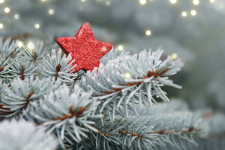 Glitzender Weihnachtsstern im Weihnachtsbaum