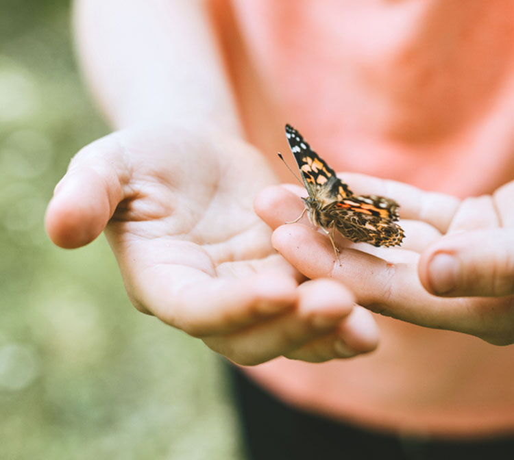 Nahaufnahme Kinderhände mit Schmetterling im Grünen